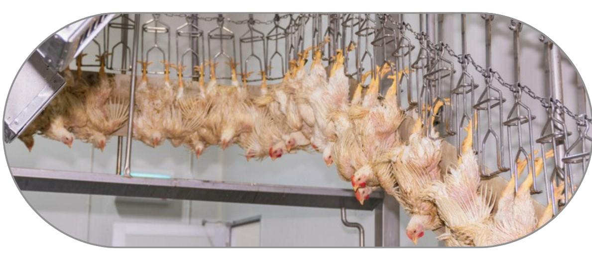 procesamiento avícola: Del PROCESADO HASTA ALMACENAMIENTO EN CÁMARAS FRIGORÍFICAS