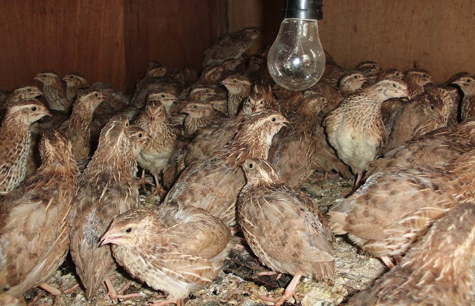 Study reveals parasite and water risks in Indonesian quail farms