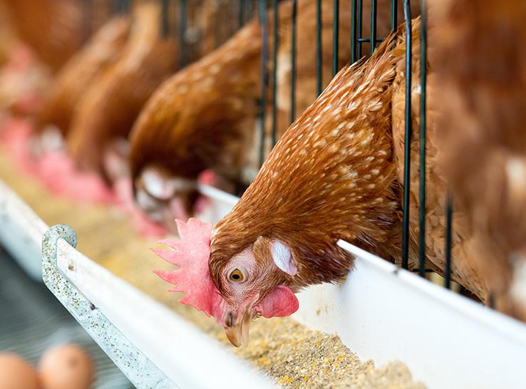 Organic trace minerals gain momentum in poultry feed