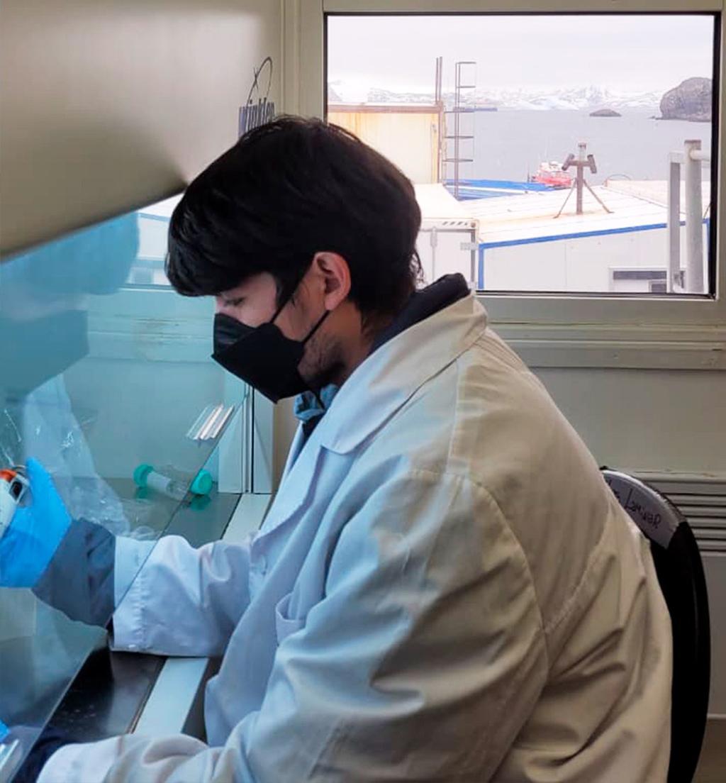 universidad de chile monitoreo antártica influenza aviar