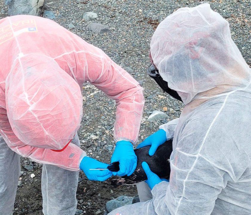 Chile detecta nuevamente Influenza Aviar H5N1 en la Antártica bajo vigilancia científica