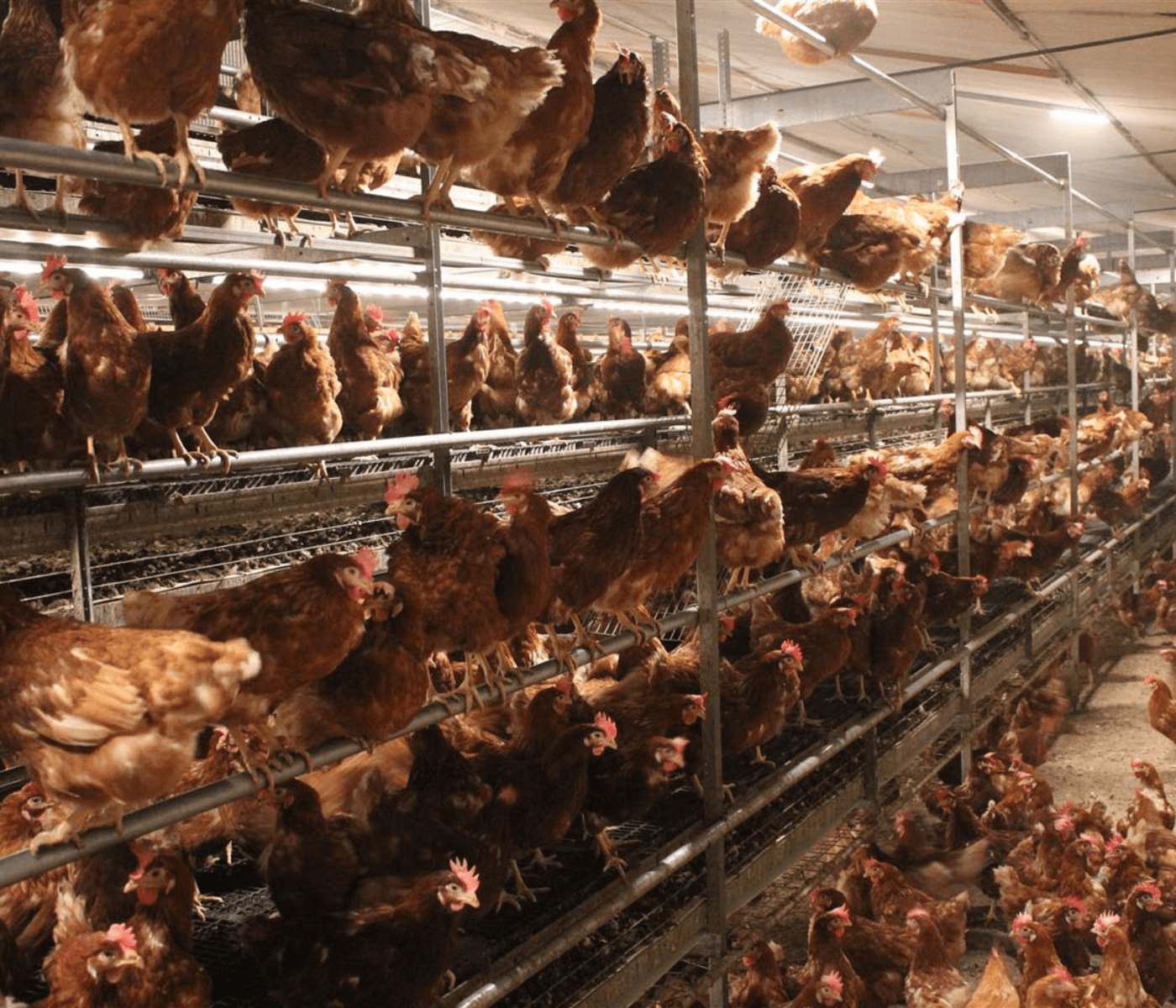 A nova produtividade da avicultura: por que o cage-free deixou...