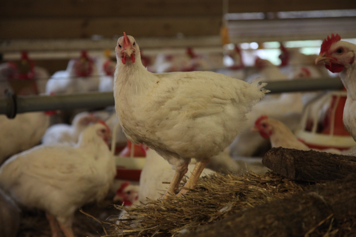Foro Europeo sobre pollos de engorde