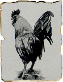 granja El Gallo de Plata