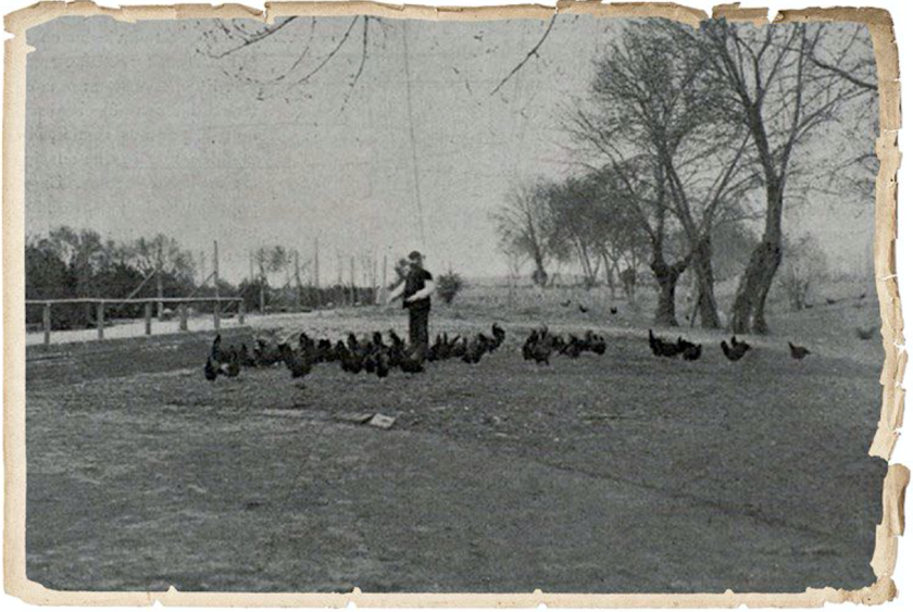 granja El Gallo de Plata