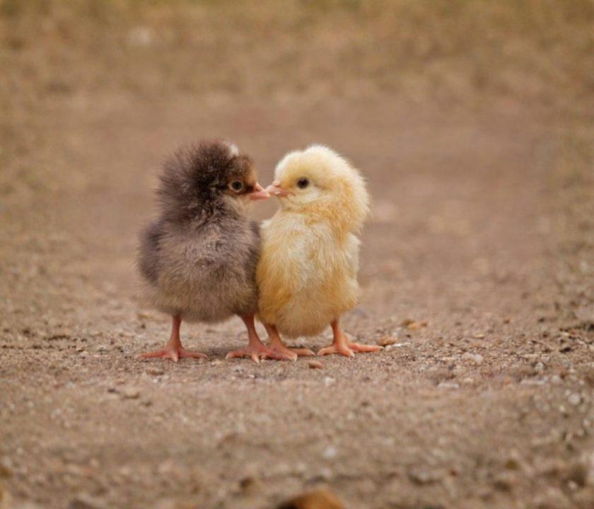 amor y amistad avicultura