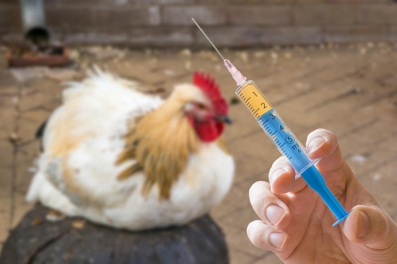Influenza Aviar