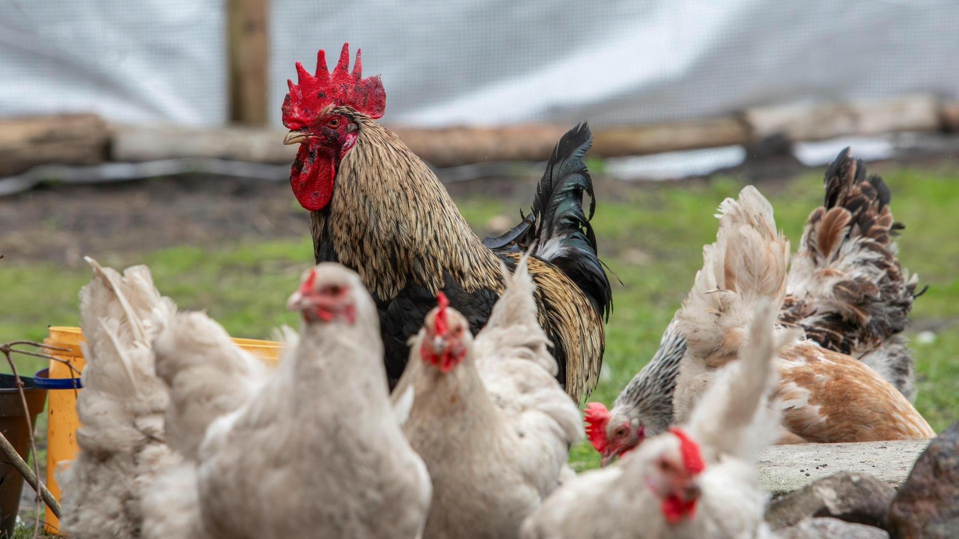 Vietnam’s new veterinary rules cut costs and delays for poultry
