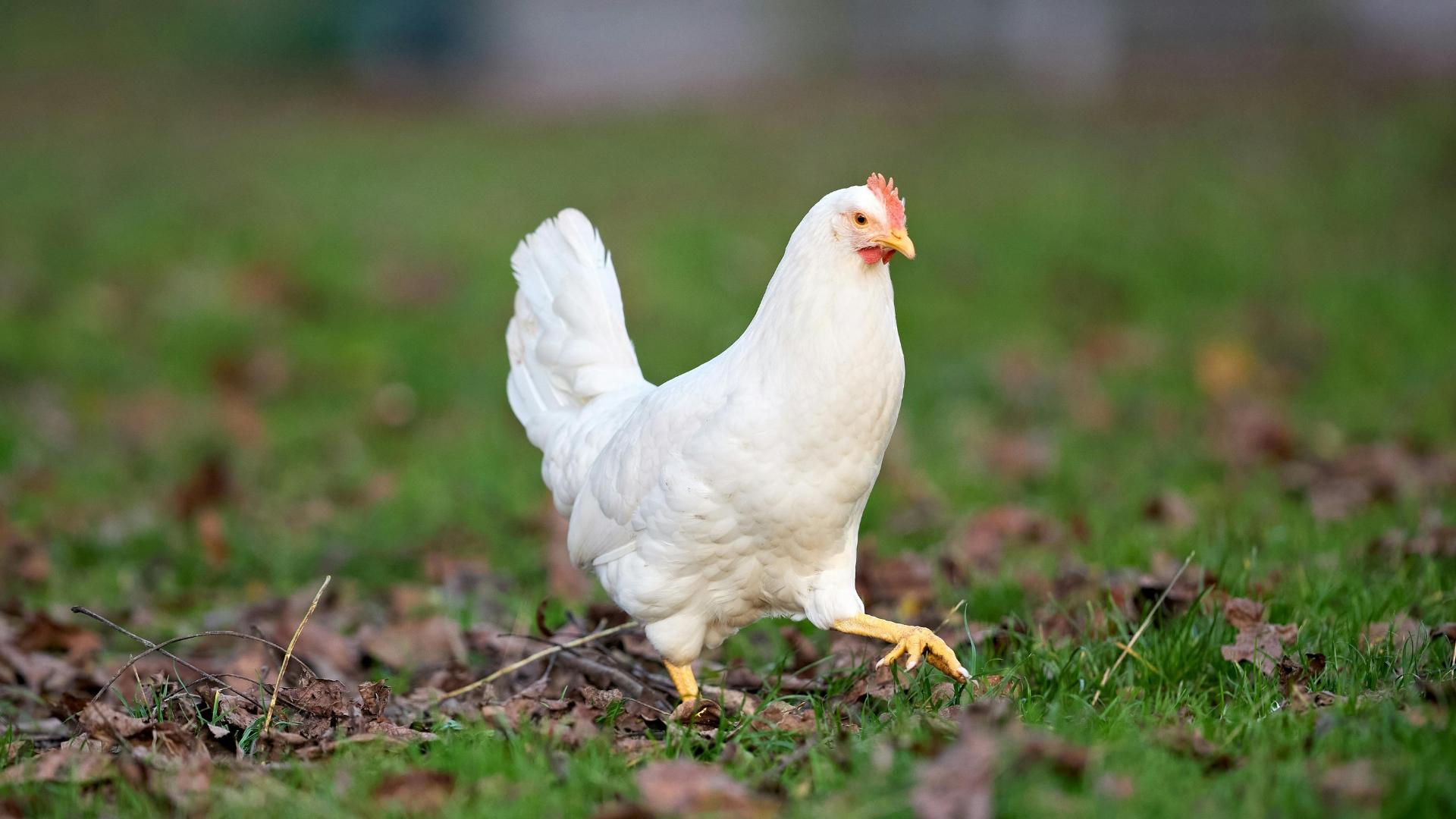 Vietnam embraces global shift toward cage-free poultry farming