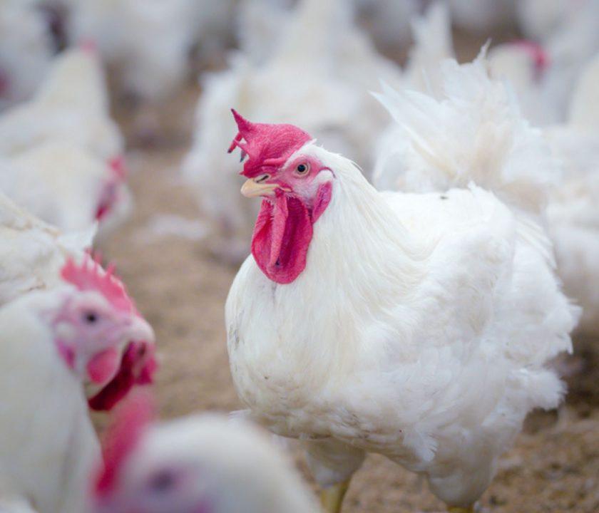 Argentina refuerza bioseguridad por brote de Influenza aviar en reproductores pesado