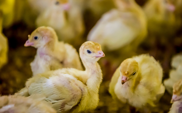 Turkey egg incubation in Europe
