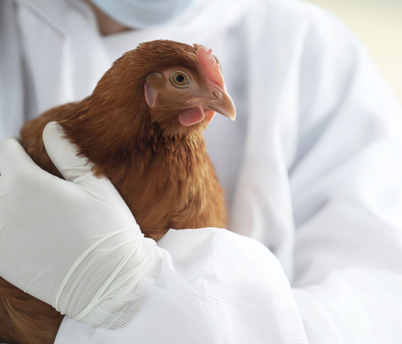Bioseguridad en la Avicultura Mexicana: Clave Productiva en 2026