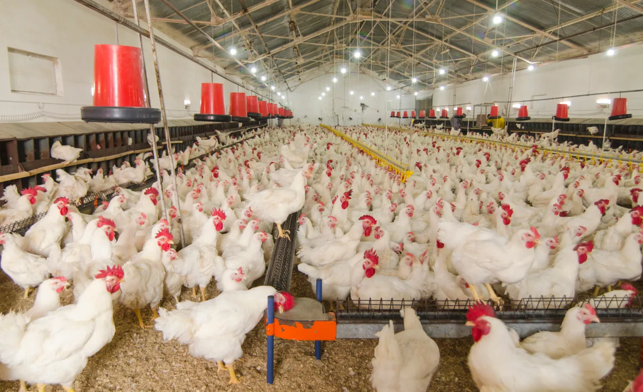 Flock data, disease control, nutrition and management of breeders to be discussed at incubaFORUM ASIA 2026