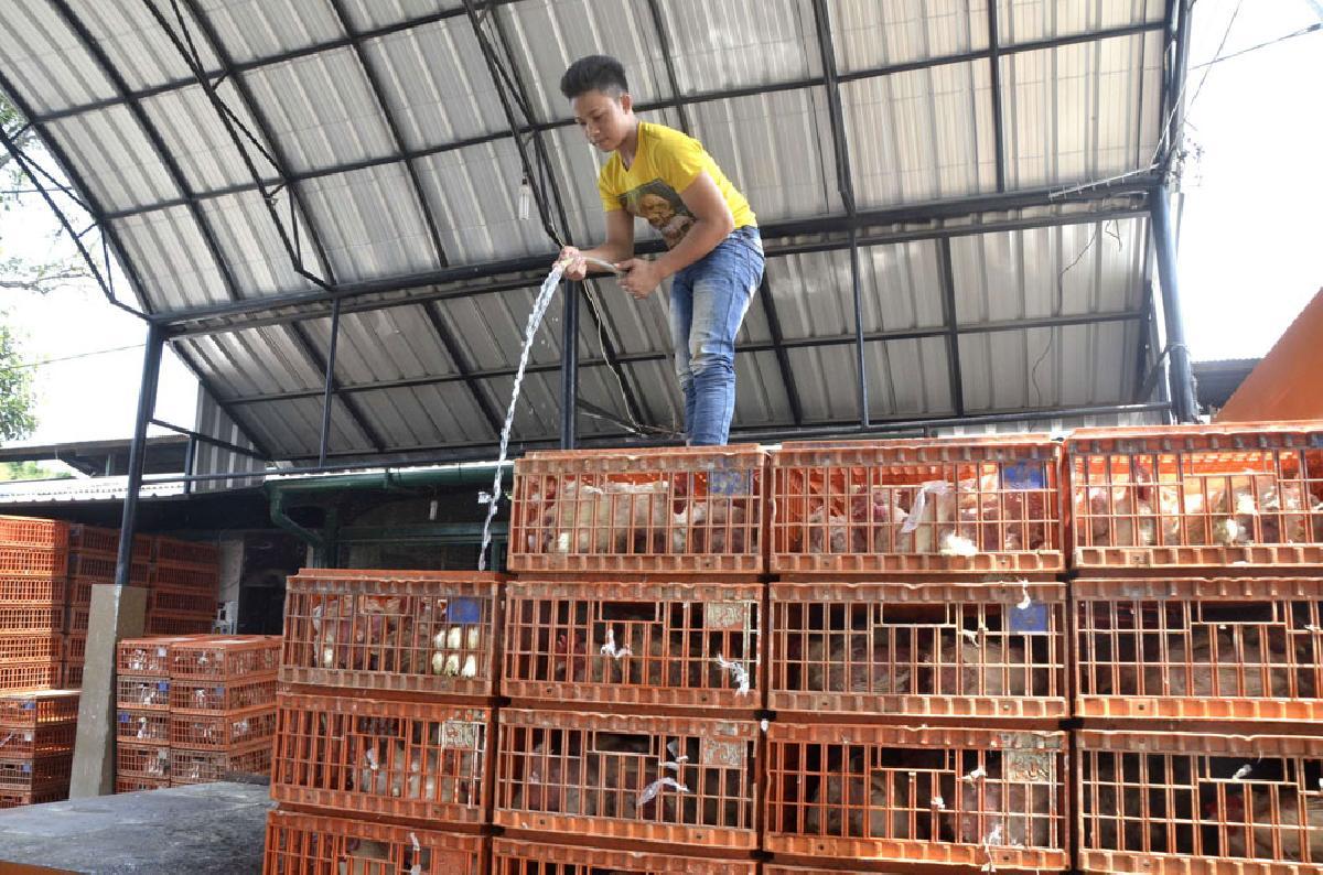 Kementerian Pertanian dorong penyerapan ayam pedaging hidup dan pengendalian produksi DOC
