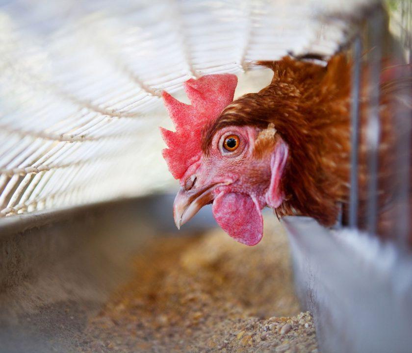 gallina pinta en granja