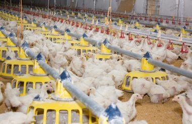 comederos pollos