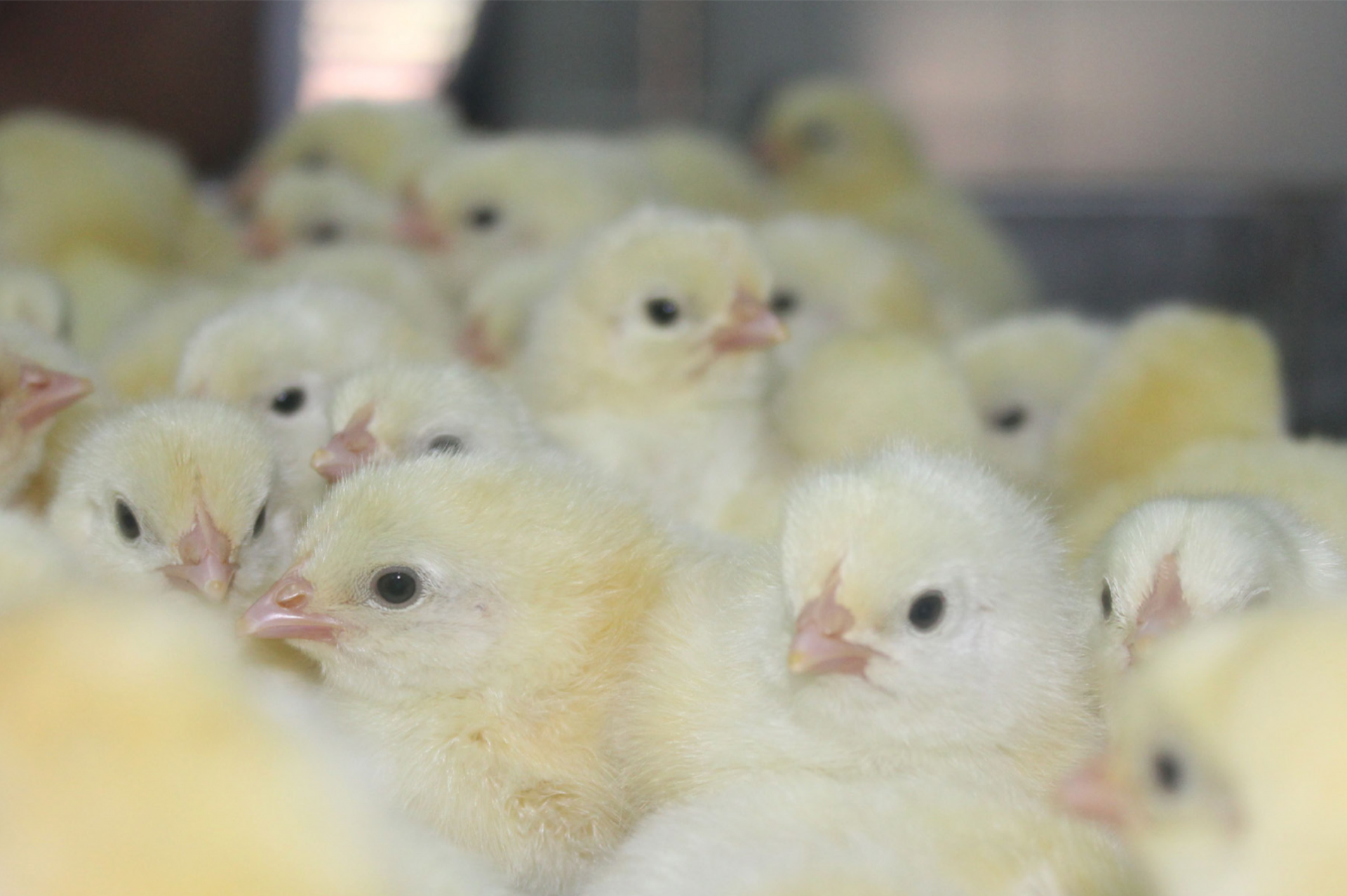 incubaFORUM ASIA 2026 to discuss incubation and chick management in depth