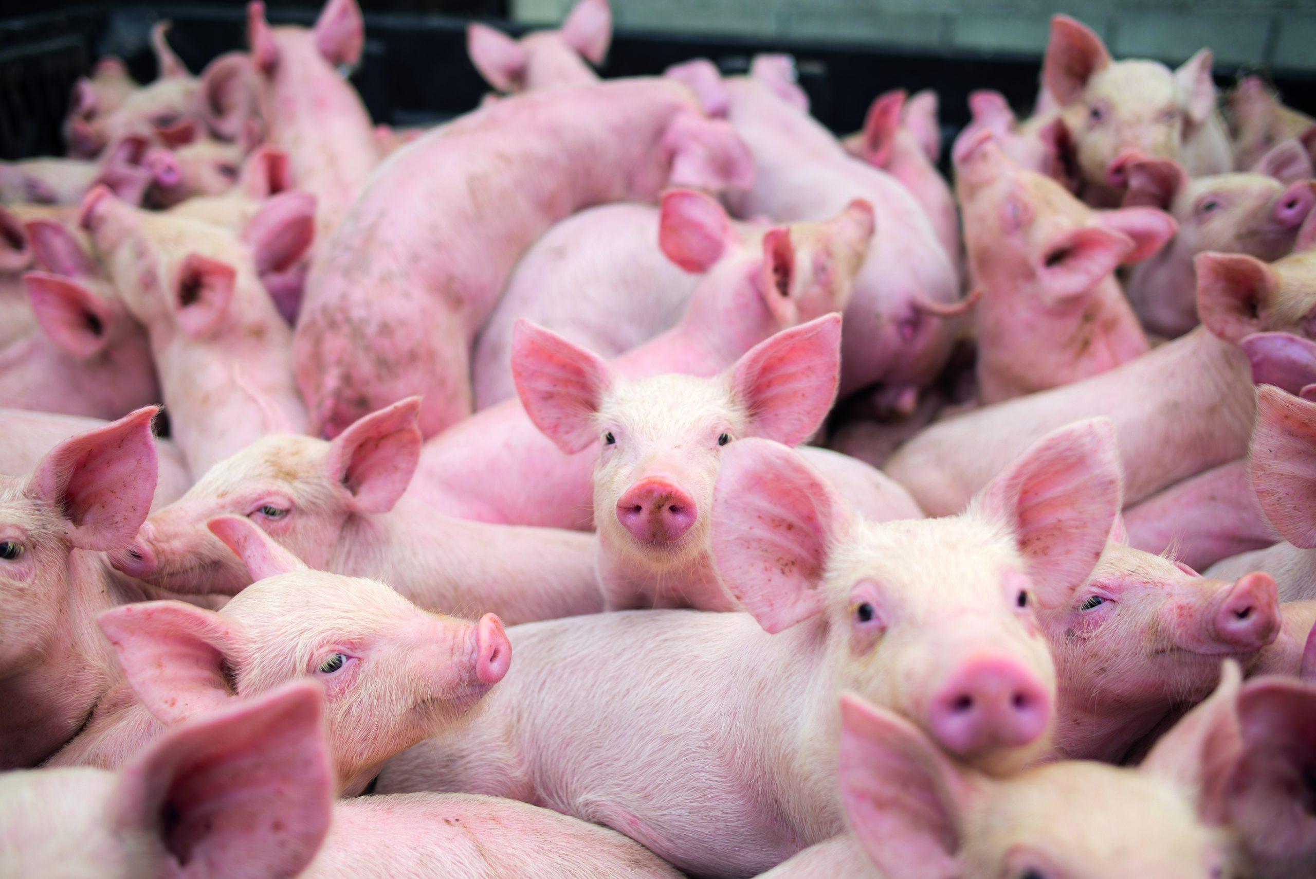 riesgo zoonótico H5N1