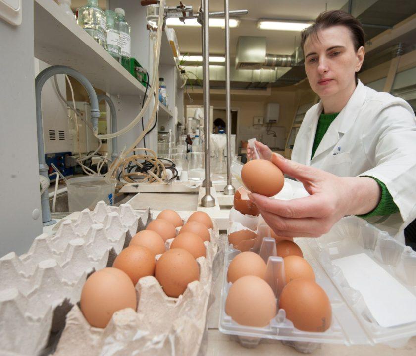 laboratorio de huevos de gallina