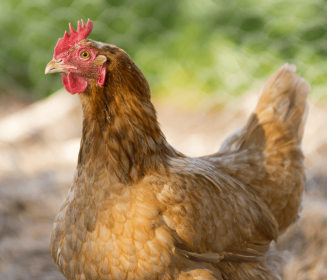 Factores implicados en la presencia de Salmonella en gallinas ponedoras