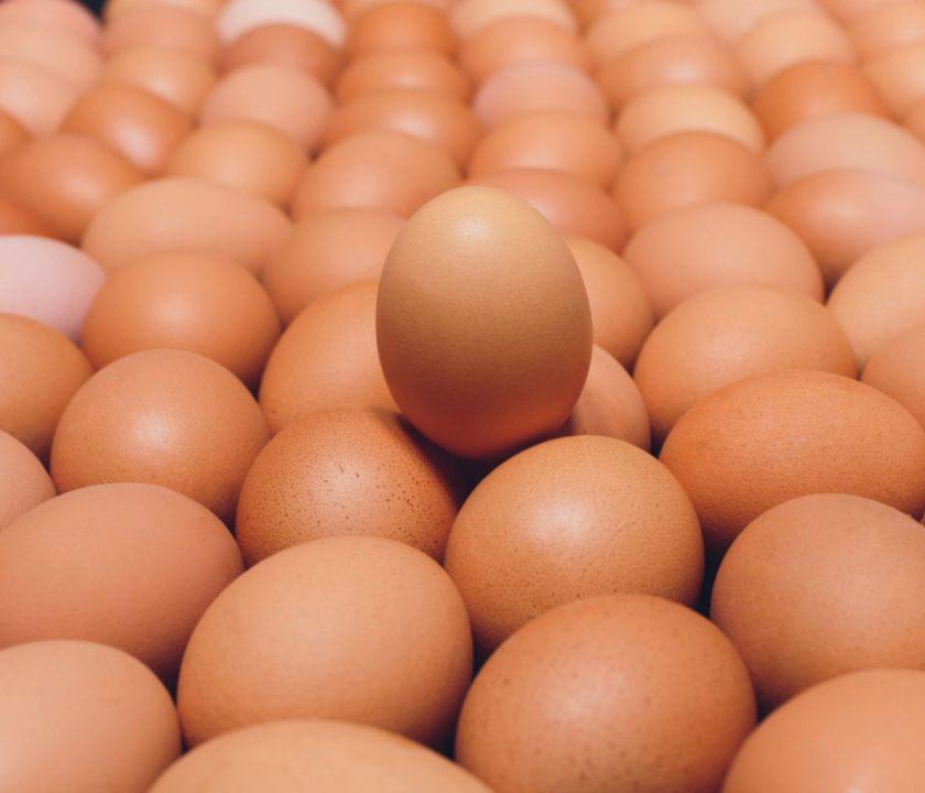 Colombia fortalece a pequeños productores avícolas con apoyo integral