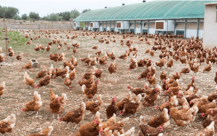 El sector avícola supera un 2025 de contrastes entre el buen consumo y la alta presión sanitaria