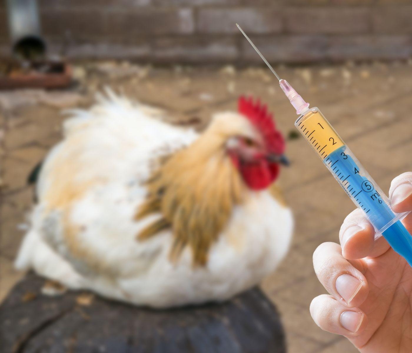 Influenza Aviar en México: Prevención, Bioseguridad y Retos para la Avicultura en 2026