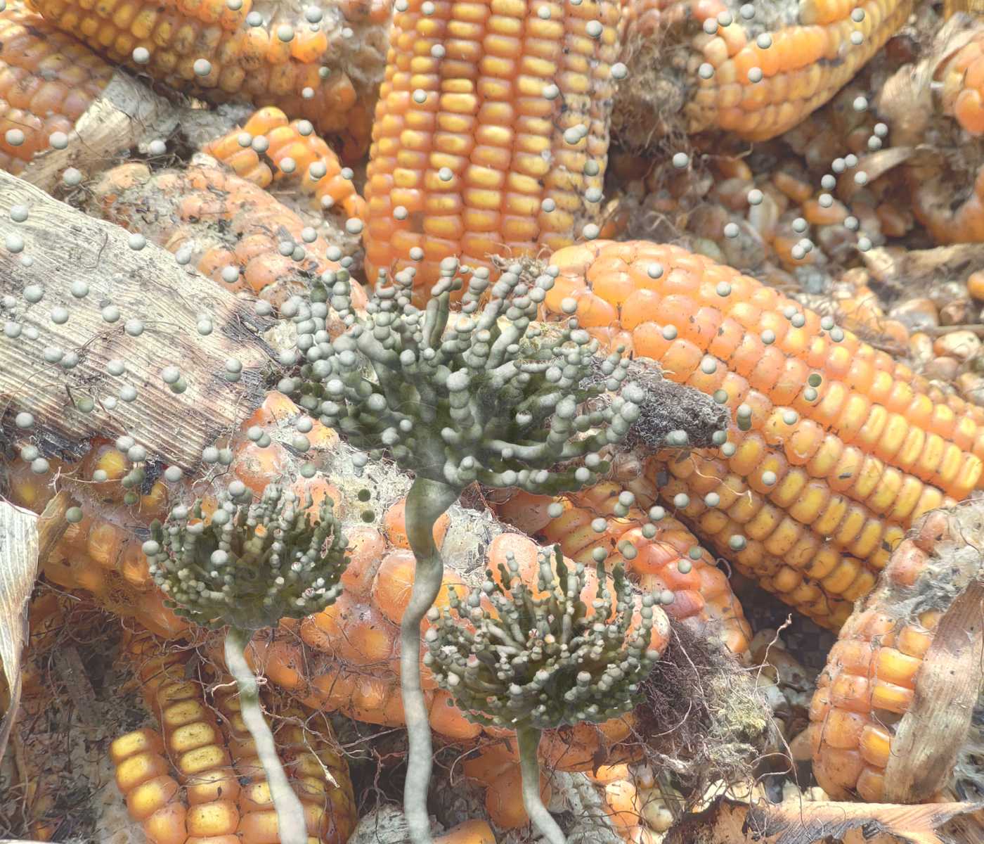Micotoxinas en avicultura: impacto productivo y estrategias de control en granjas avícolas