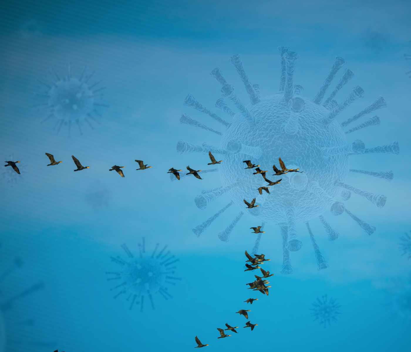Influenza aviar en América Latina: vigilancia permanente ante un virus que sigue circulando en la región