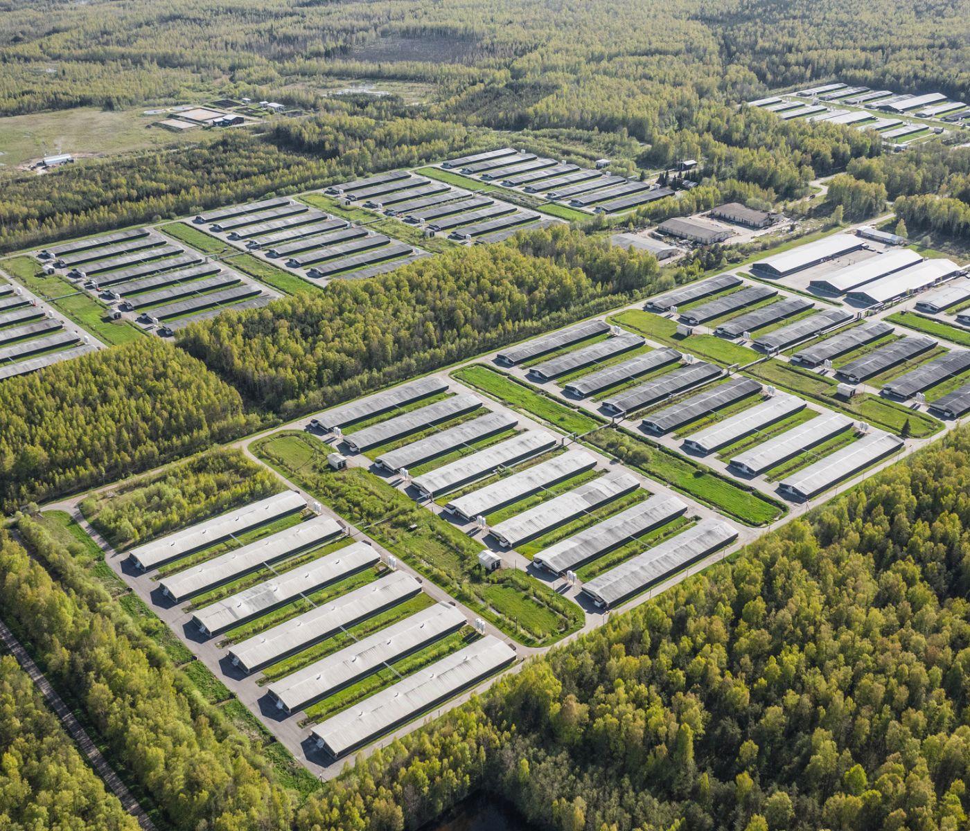 Tecnificación en la Avicultura Mexicana: Innovación y Crecimiento en 2026