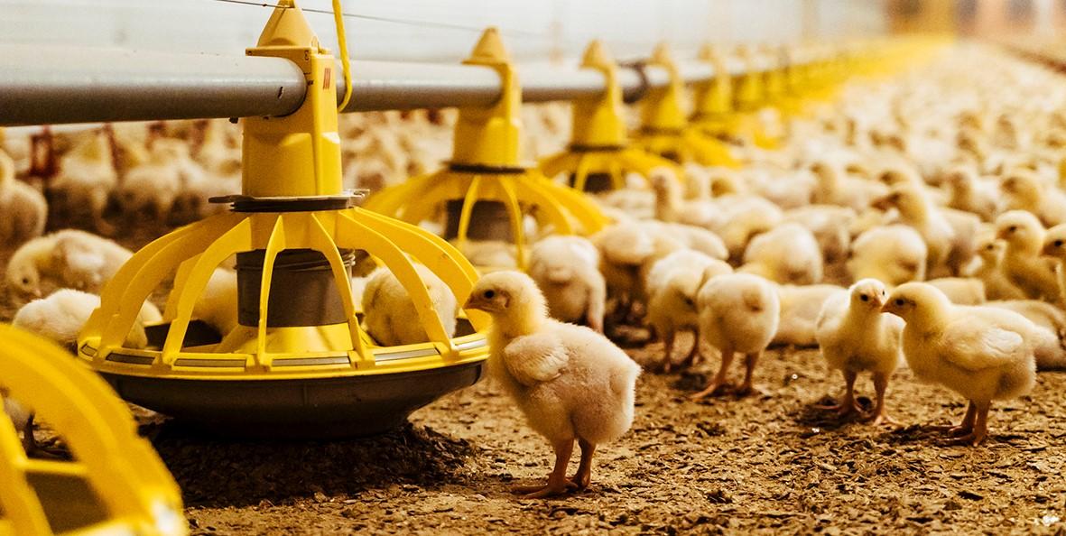 NutriCHAT AI redefines poultry nutrition