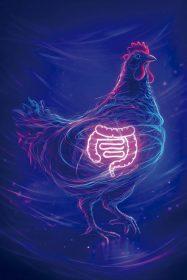 Uso estratégico de un estimbiótico para mejorar el rendimiento productivo en gallinas ponedoras