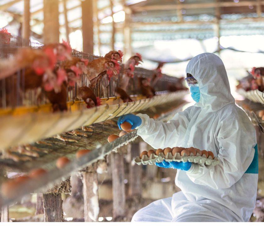 cuidando gallinas en galpon