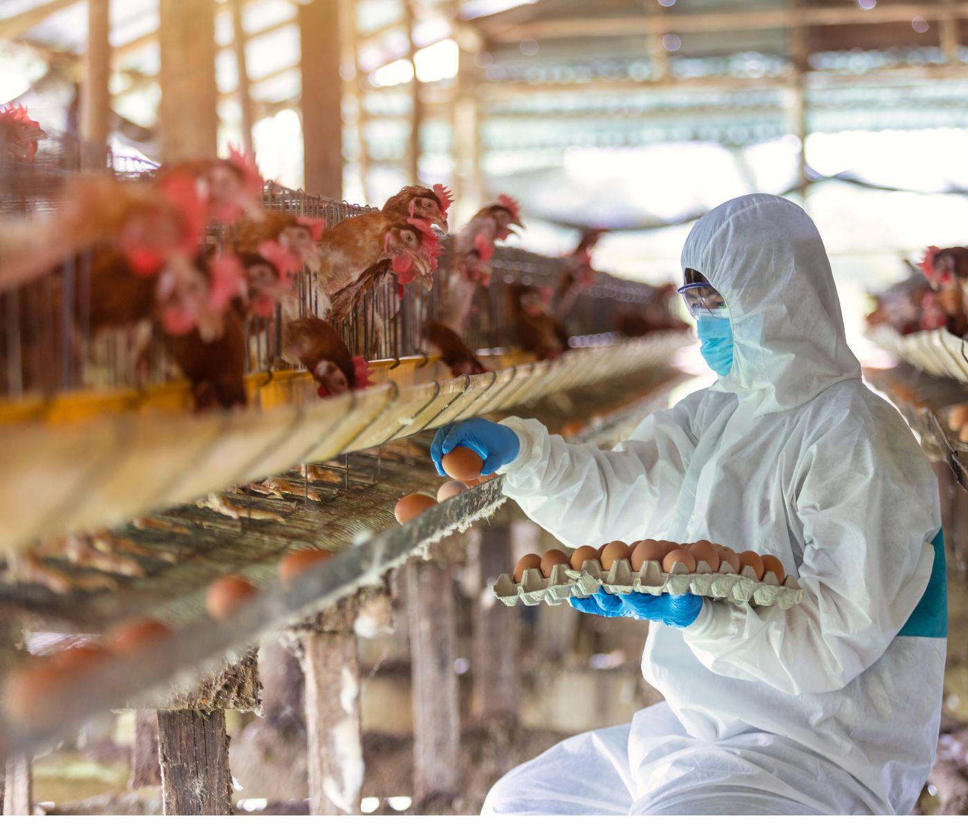 Errores más comunes en granjas avícolas de México: fallas que afectan la productividad del sector