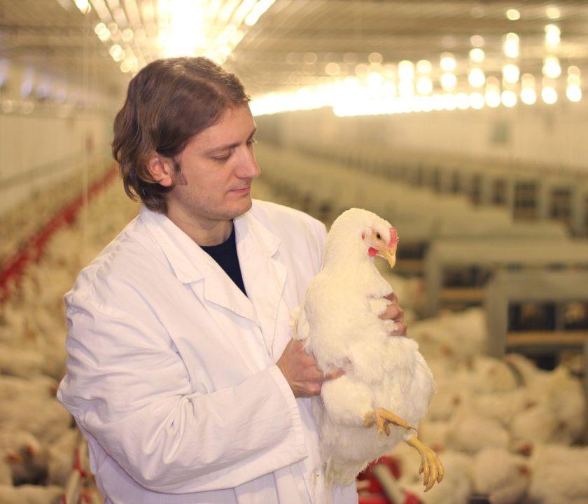 veterinario cuidando gallinas en granja