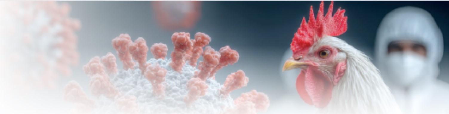 BIOSEGURIDAD INFLUENZA AVIAR