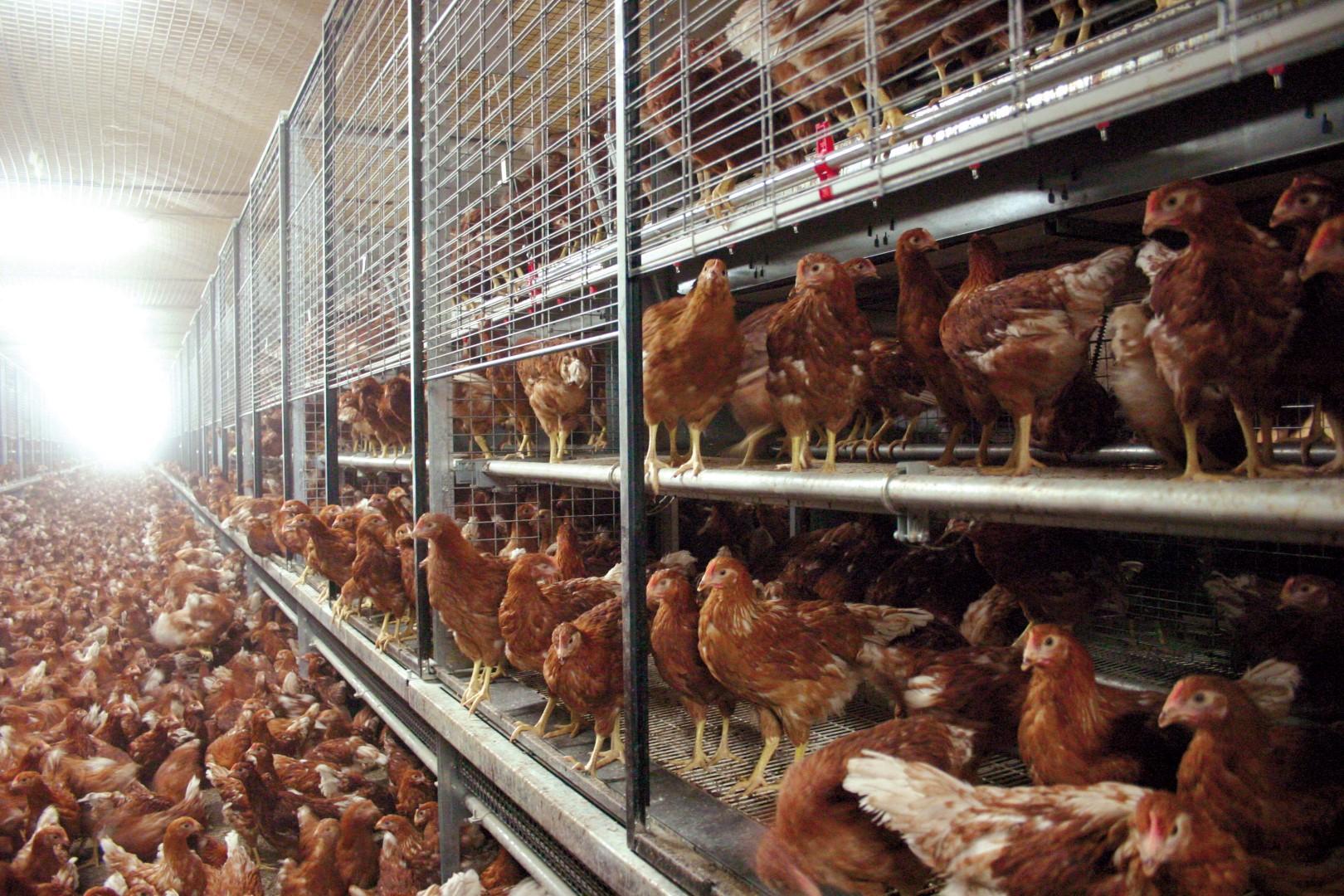 O sistema livre de gaiola não é apenas uma mudança estrutural, mas uma mudança de lógica produtiva.