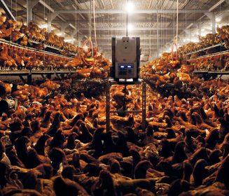 Imagen Revista Precision Matters: Tackling Quality Issues in on‑Farm Vaccination