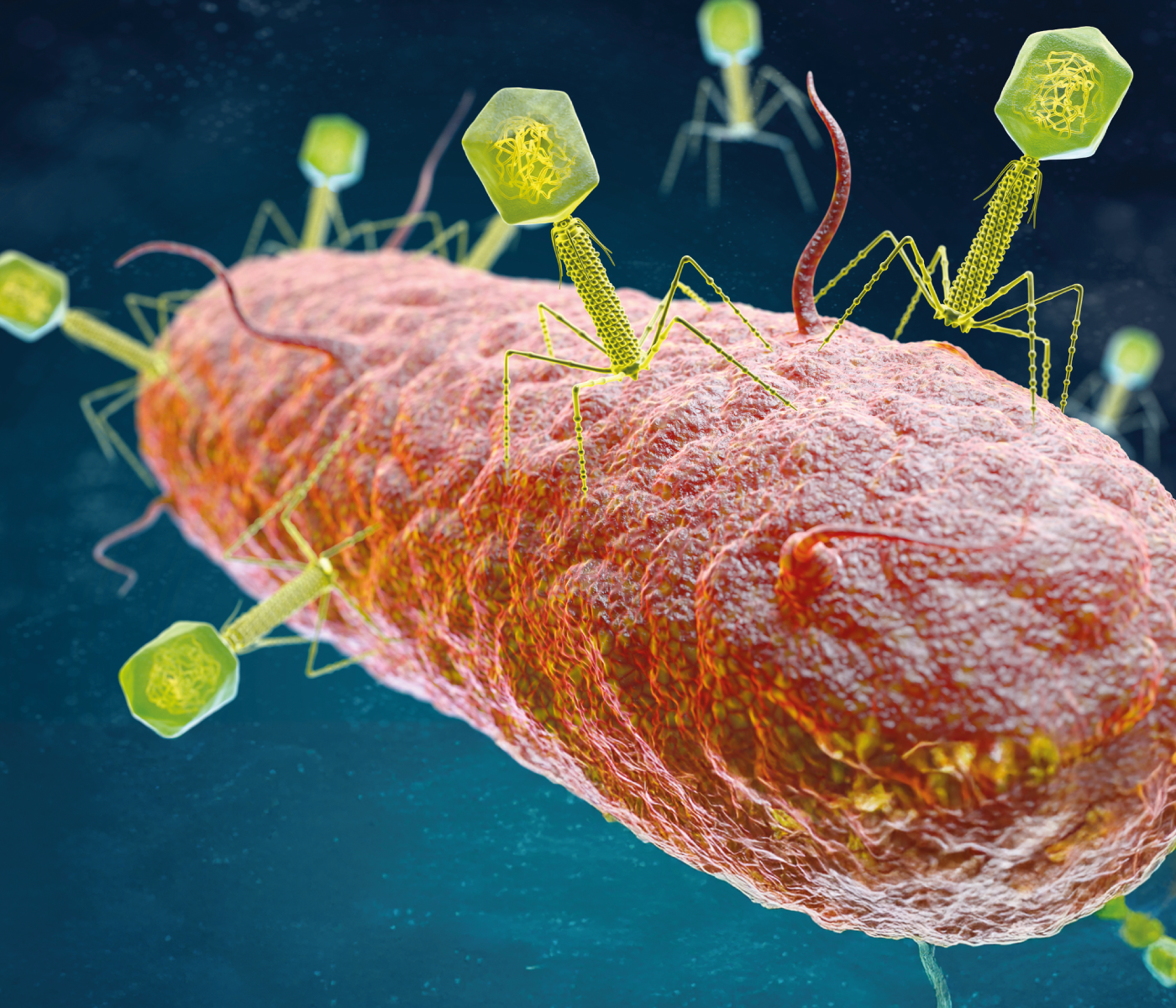 Comunidad de bacteriófagos en el ambiente