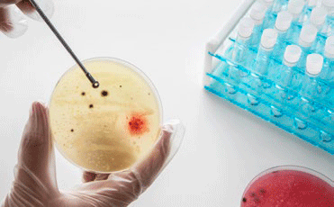 Mycoplasmosis 