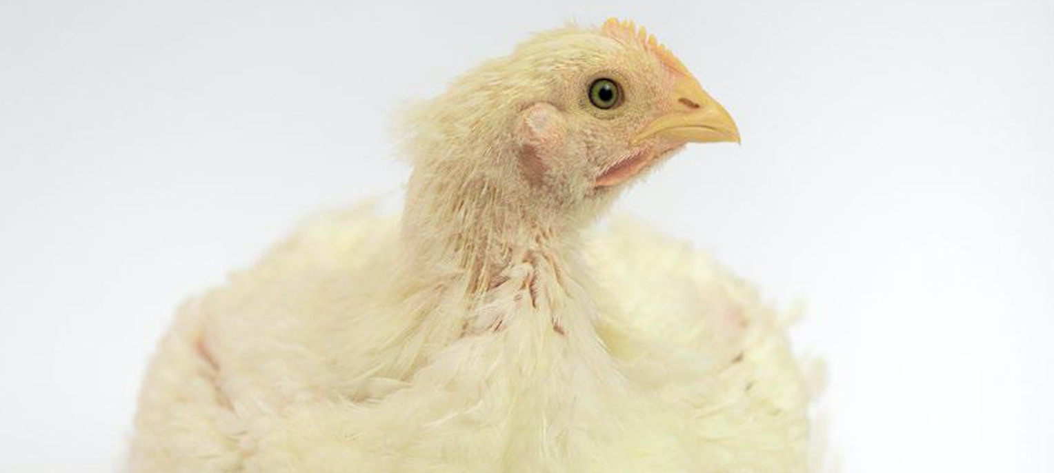 coccidiosis pollos