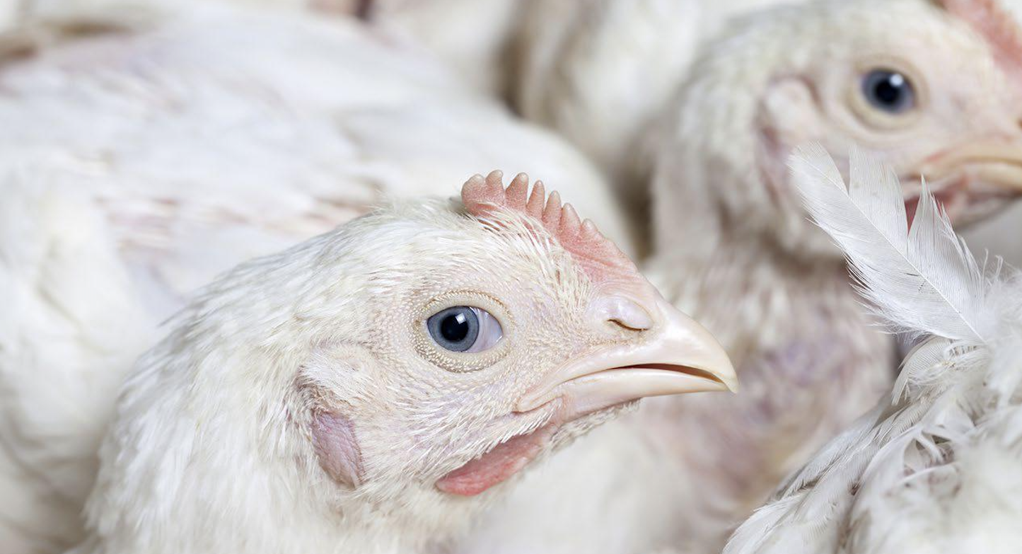 coccidiosis pollos