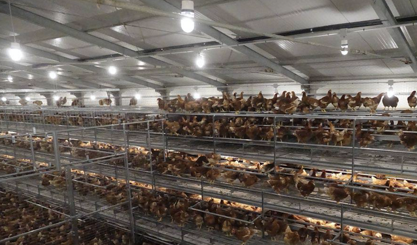 sistemas aviarios para gallinas ponedoras