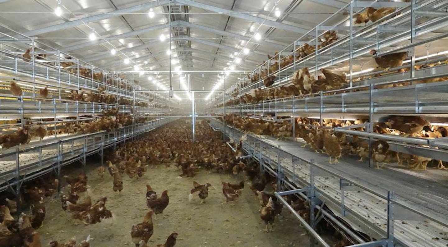 sistemas aviarios para gallinas ponedoras
