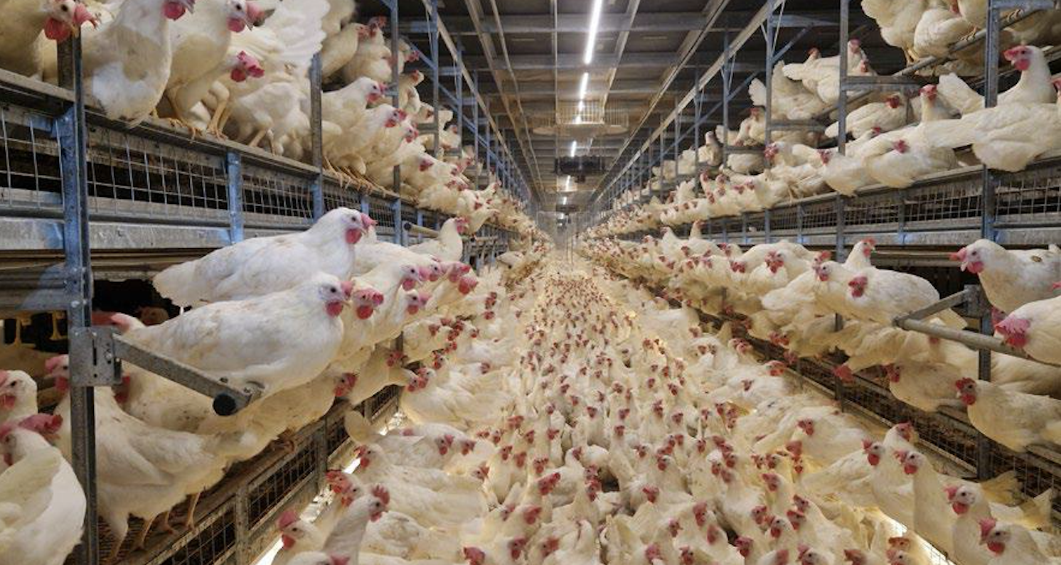 sistemas aviarios para gallinas ponedoras