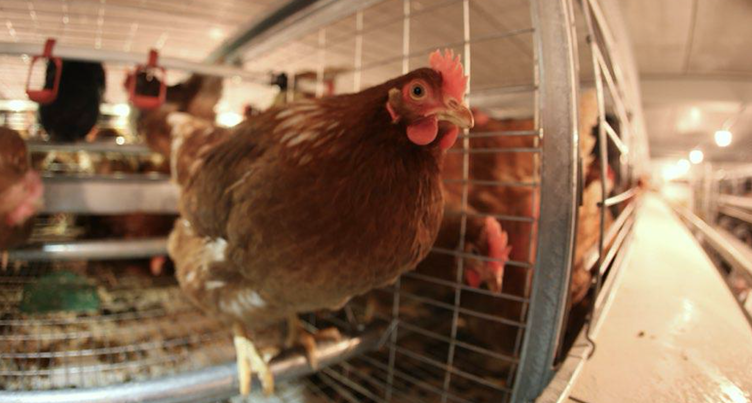 sistemas aviarios para gallinas ponedoras