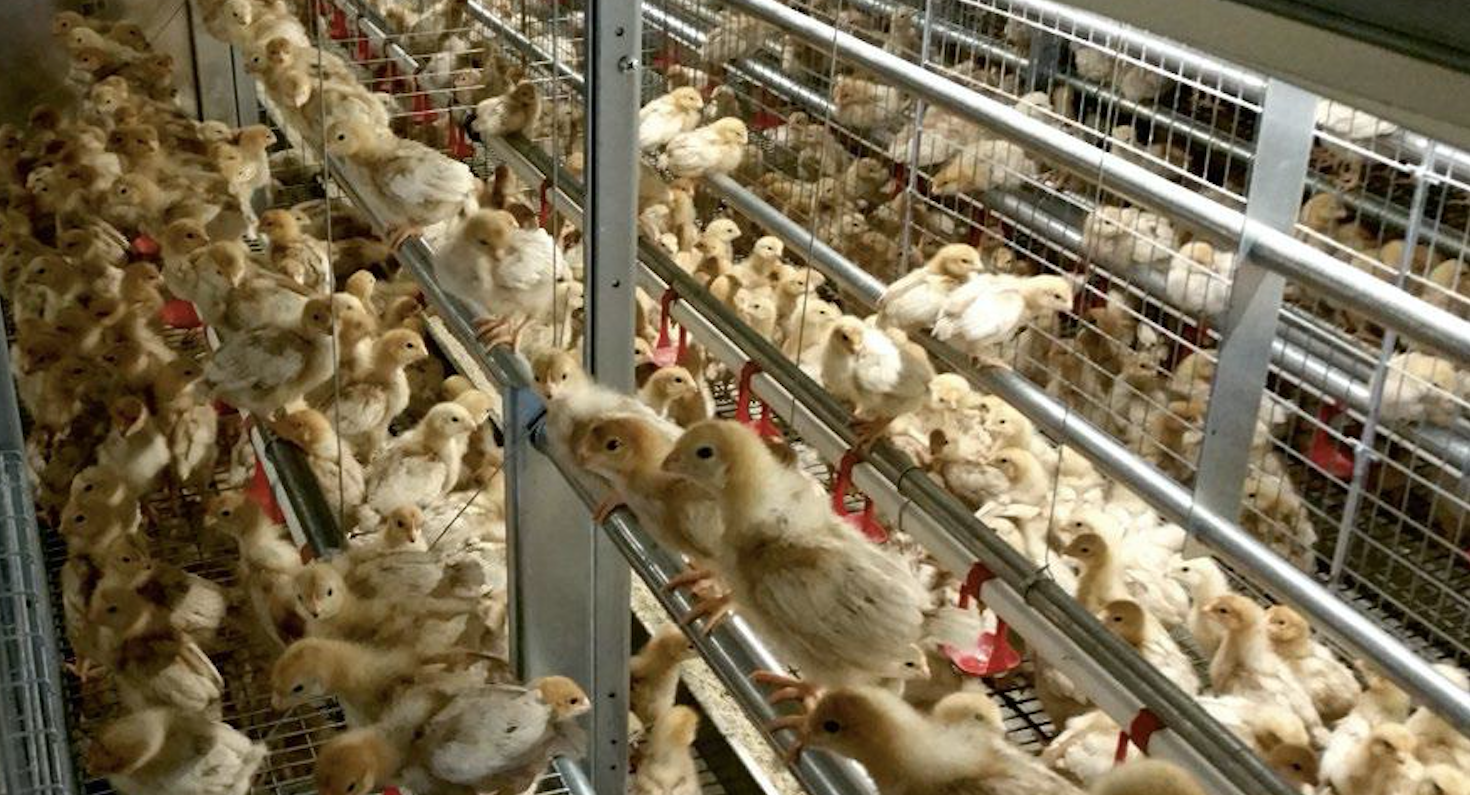 sistemas aviarios para gallinas ponedoras