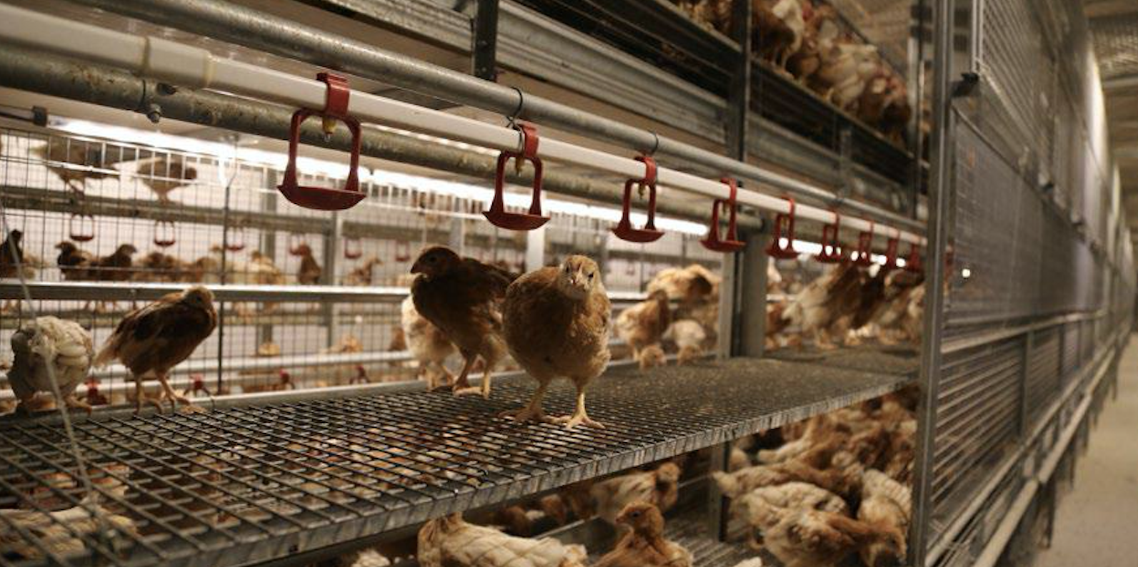 sistemas aviarios para gallinas ponedoras