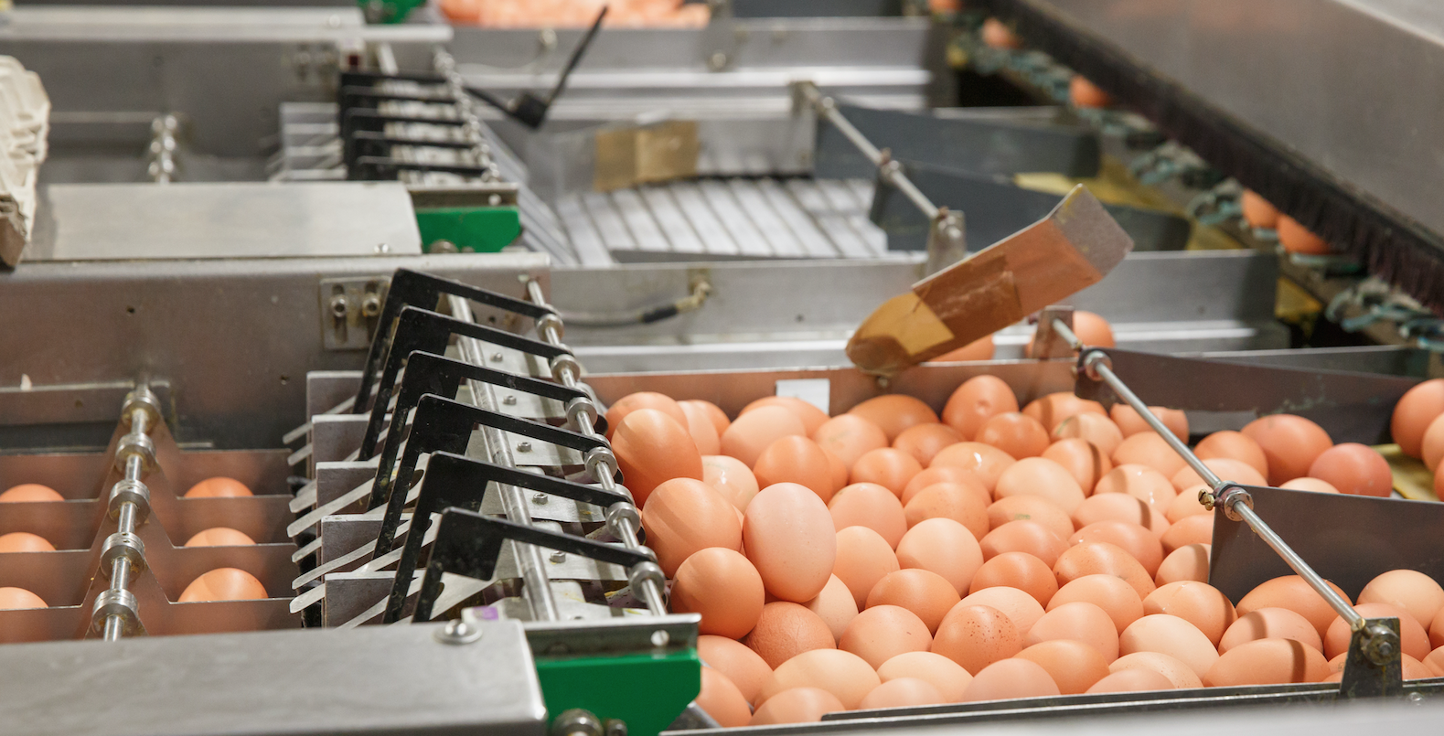 importación huevos Ucrania España