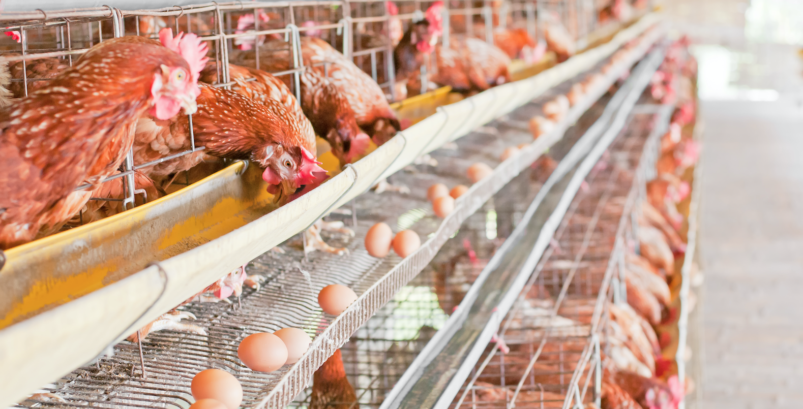 importación huevos Ucrania España